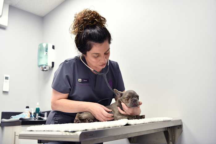 Godiva Veterinary Professional